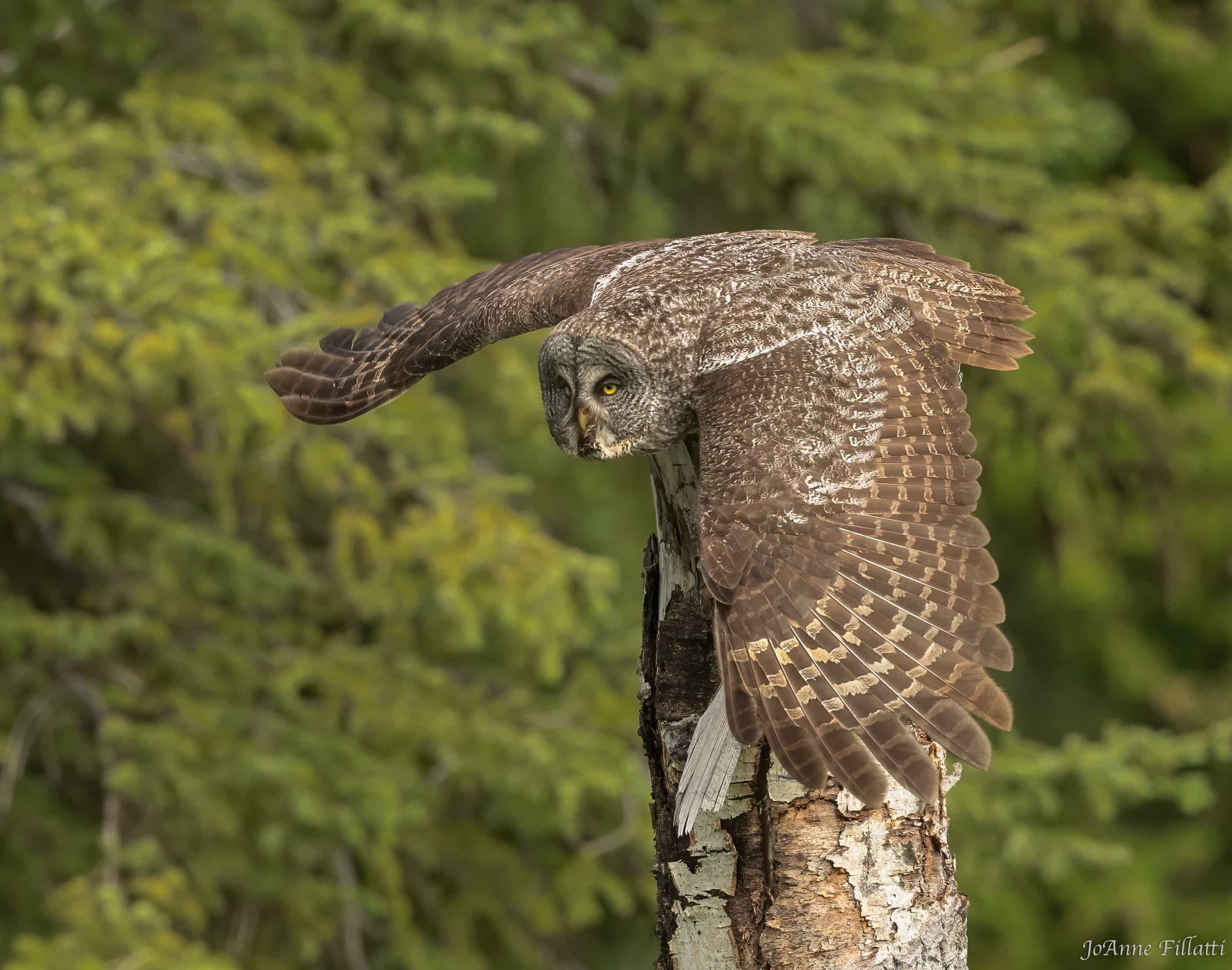 bird of british columbia image 15